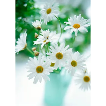 White Gerbera Daisy Plant